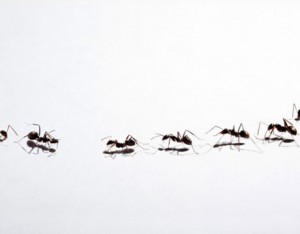 ants-on-white-lg