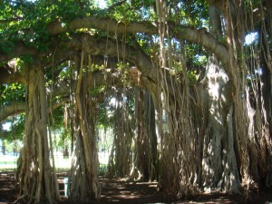banyan tree
