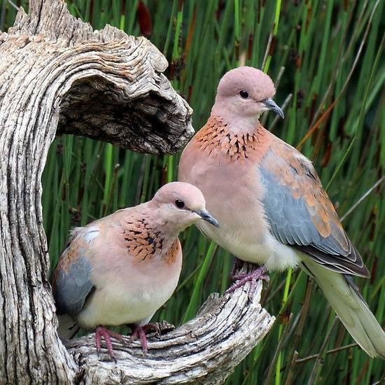 10420113_533031216798230_7817792460307062254_n