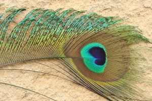 peackcock-with-eye-feather