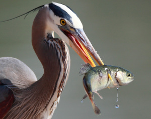 heronandfish