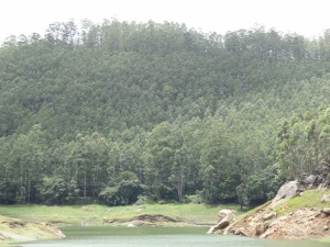 dstree