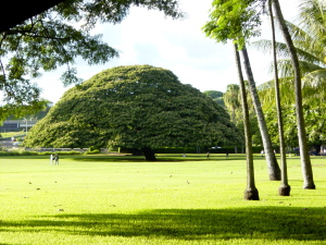 tree