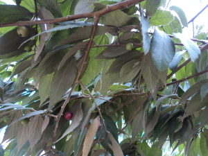Medicinal_tree