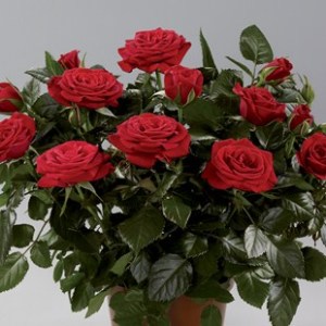 roses