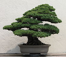 bonsai
