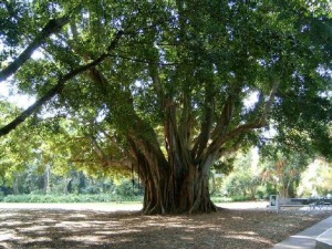 banyan_tree