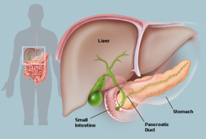 liver