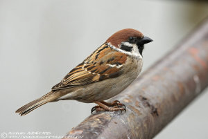 Moineau friquet Passer montanus Eurasian Tree Sparrow