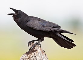 crow