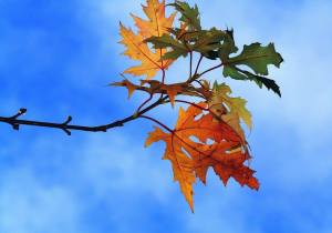 leaves
