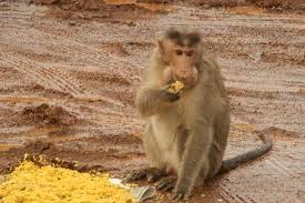 monkey for silambu
