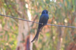 sparrow