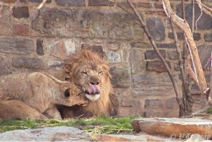Lion and Lioness