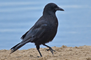 crow1