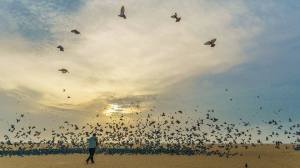 flying birds