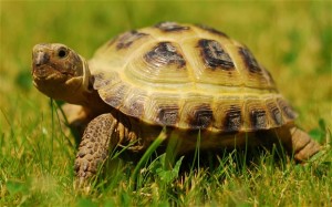 tortoise