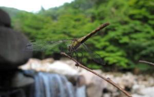 dragonfly2