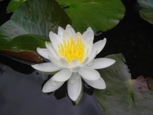 waterlily