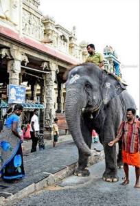 elephant