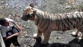 tiger_attack