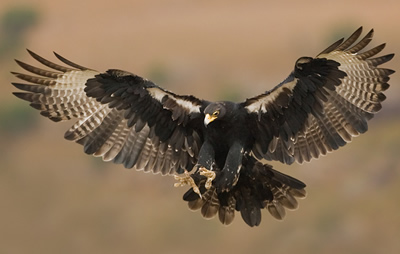 black-eagle