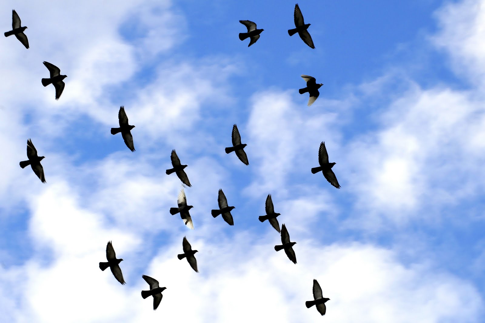 flyingbirds