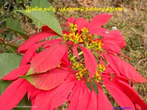 வாழ்த்து