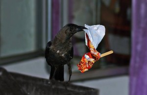 crow with a paper