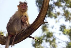 monkeys