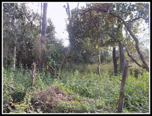 DSCN1937