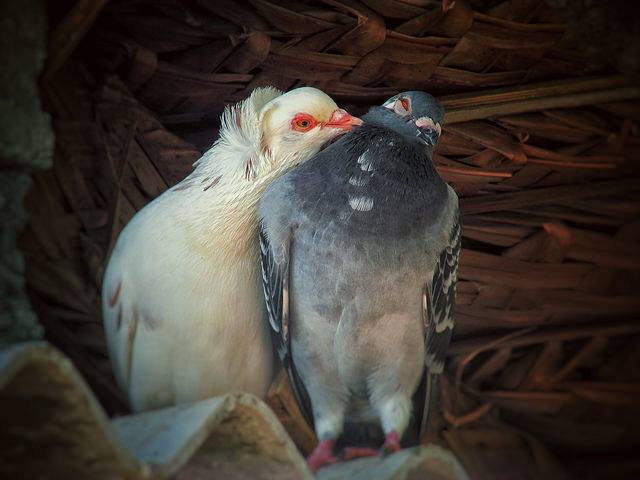 13867107_1059936447393887_1383995798_n