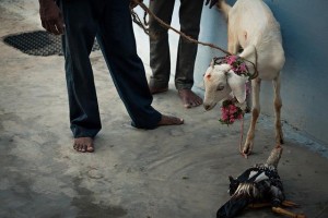 goat and rooster