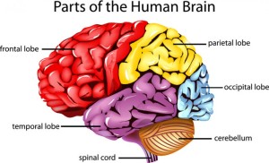 brain-picture