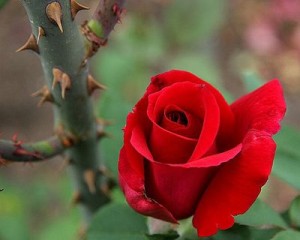 roses-and-thorns