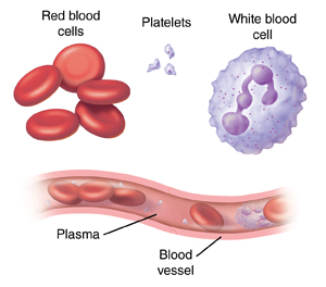 Components of blood: erythrocytes, platelets, and leukocyte, also small vessel showing blood components in plasma SOURCE: hhtp://facultyune.edu.com/abell/histo/histolab3a.htm; Wheater's Functional Histology 3rd ed.