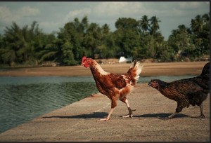 cockandhen