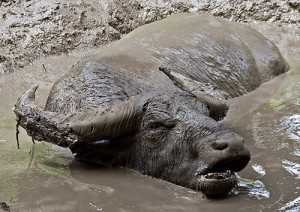 Rinca Island - Water Buffalo mud