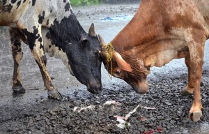 bulls-fight