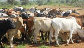 silambu