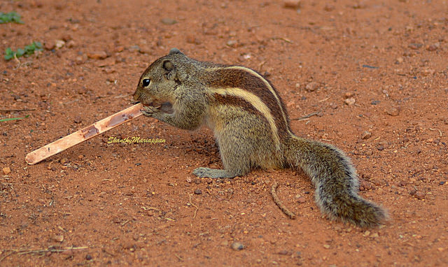 squirrel