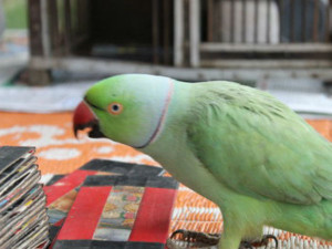 parrot
