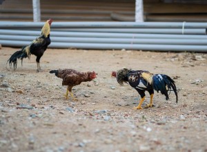hen and rooster