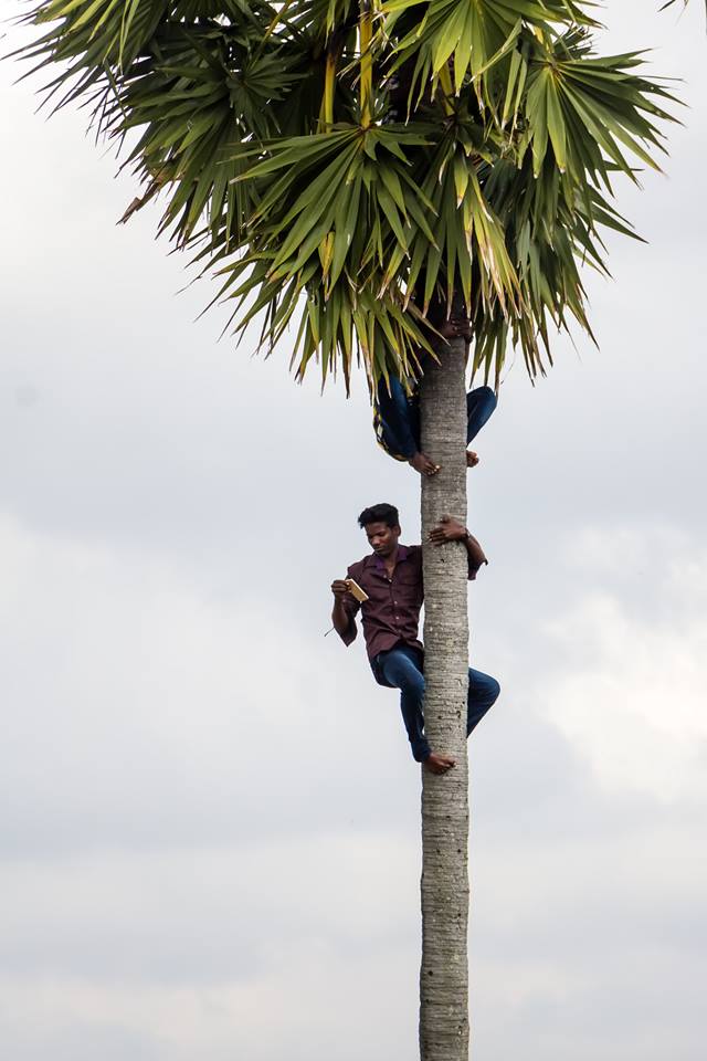palmtree