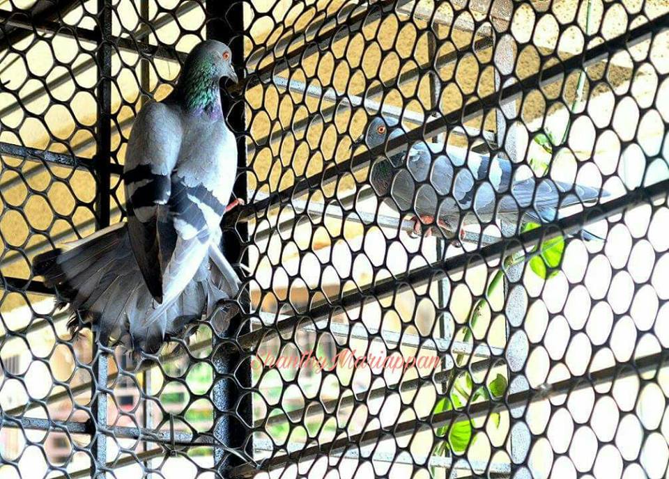 doves in cage