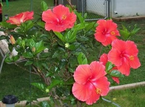 320798_265797463459029_373147311_n