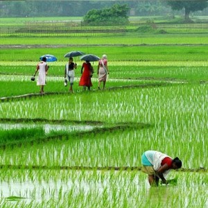 Paddy-field (1)