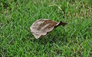 dryleaf