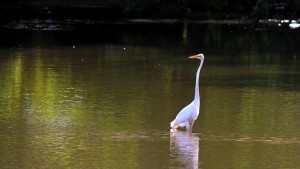 crane