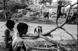 kids and animals